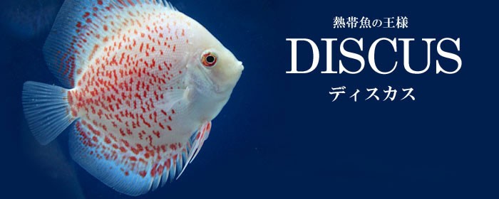 熱帯魚の王様 ＤＩＳＣＵＳ ディスカス特集 - チャーム charm ヤフー店 - 通販 - Yahoo!ショッピング