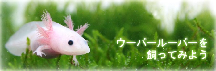 ウーパールーパーを飼ってみよう