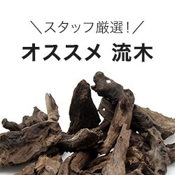 オススメ流木