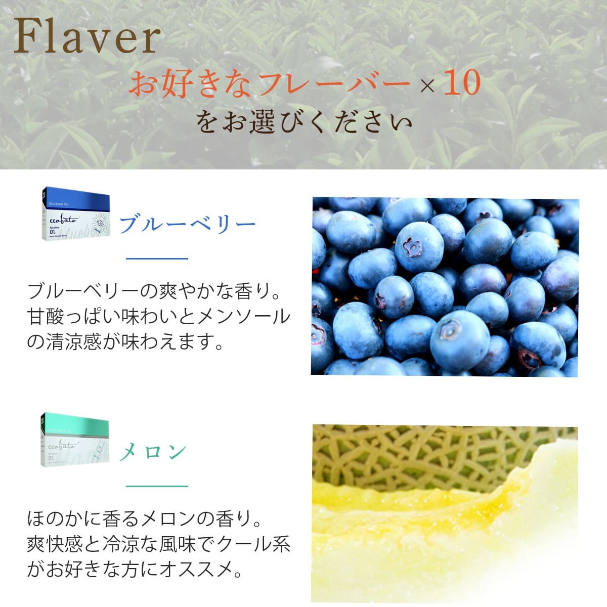 コバト10箱セット
