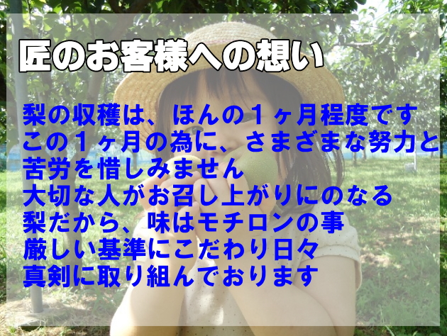の なし br 【全国出荷量】 br千葉県の梨br幸水ナシ限定予約 【幸水】【梨】【なし】【千葉県産 梨】【梨 千葉】【梨 幸水 千葉県】【幸水梨】【幸水 梨】【梨 幸水】【ナシ】【RCP】