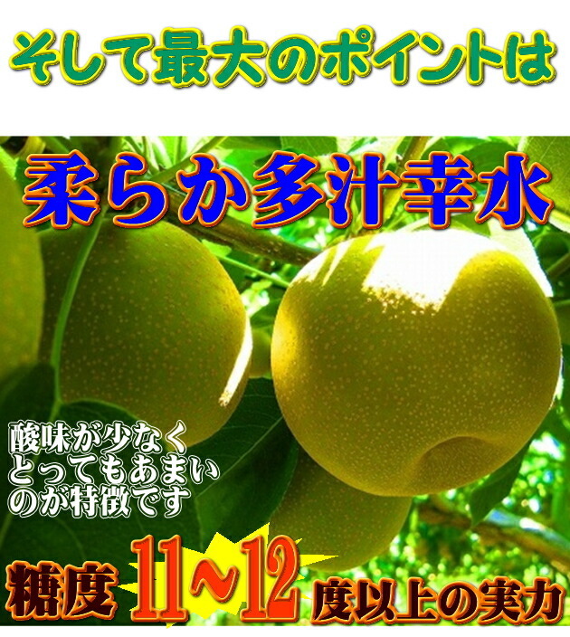 の なし br 【全国出荷量】 br千葉県の梨br幸水ナシ限定予約 【幸水】【梨】【なし】【千葉県産 梨】【梨 千葉】【梨 幸水 千葉県】【幸水梨】【幸水 梨】【梨 幸水】【ナシ】【RCP】