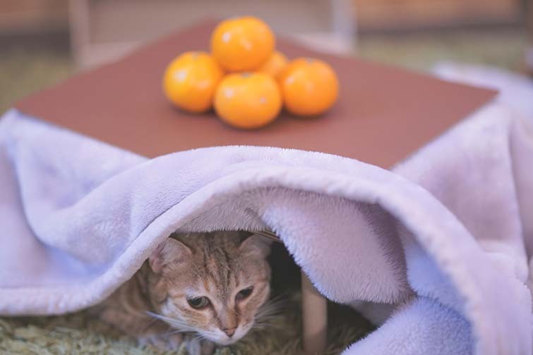 予約】猫と、こたつと、思い出みかん 日本初猫専用こたつ付(段ボール製 