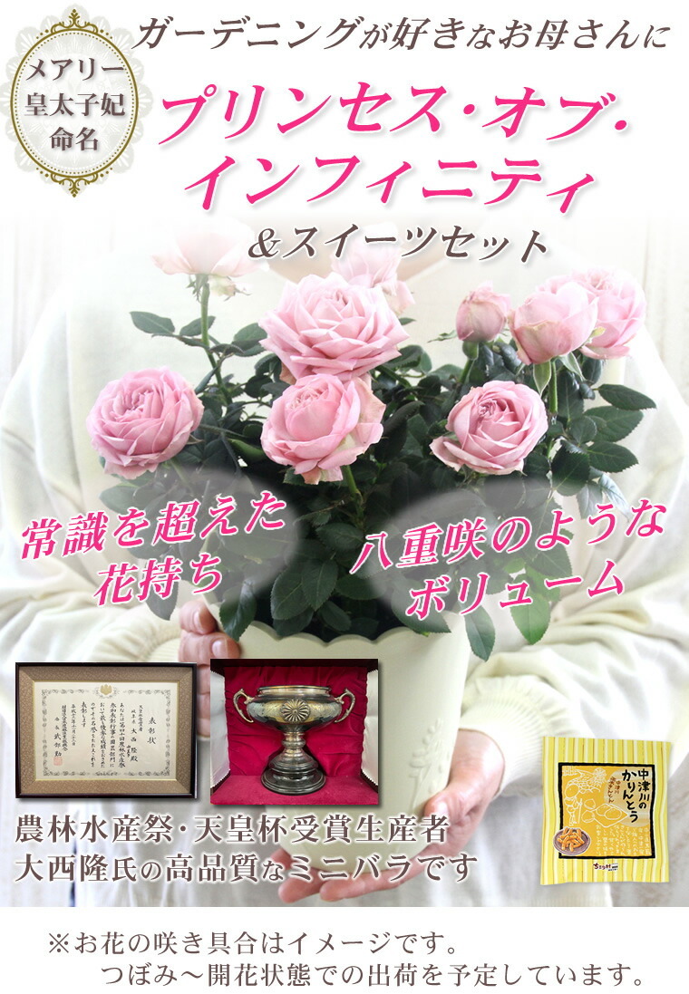 母の日 22 花 プレゼント 早割 ミニバラ 薔薇 鉢植え 花とスイーツ 5号鉢 ギフト スイーツ 送料無料 プリンセス オブ インフィニティ 数量限定 岐阜 中津川ちこり村 ヤフー店 通販 Yahoo ショッピング