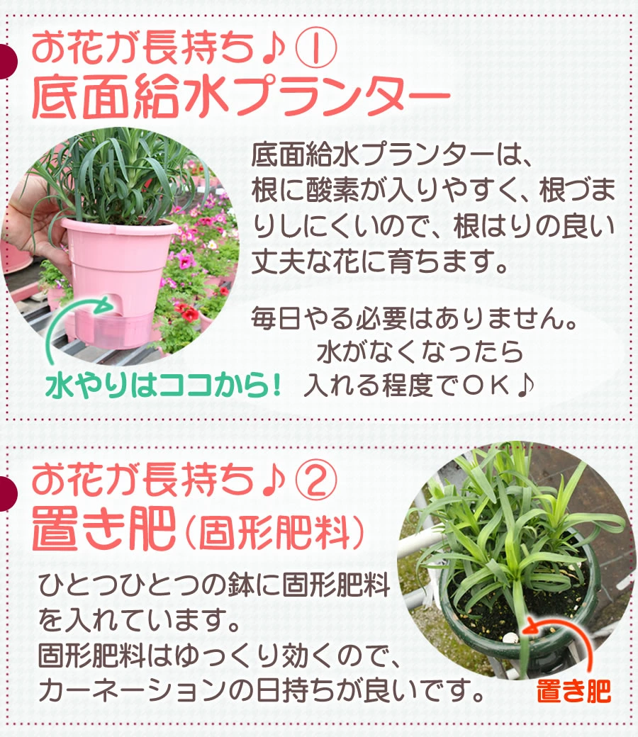 つぼみ多め