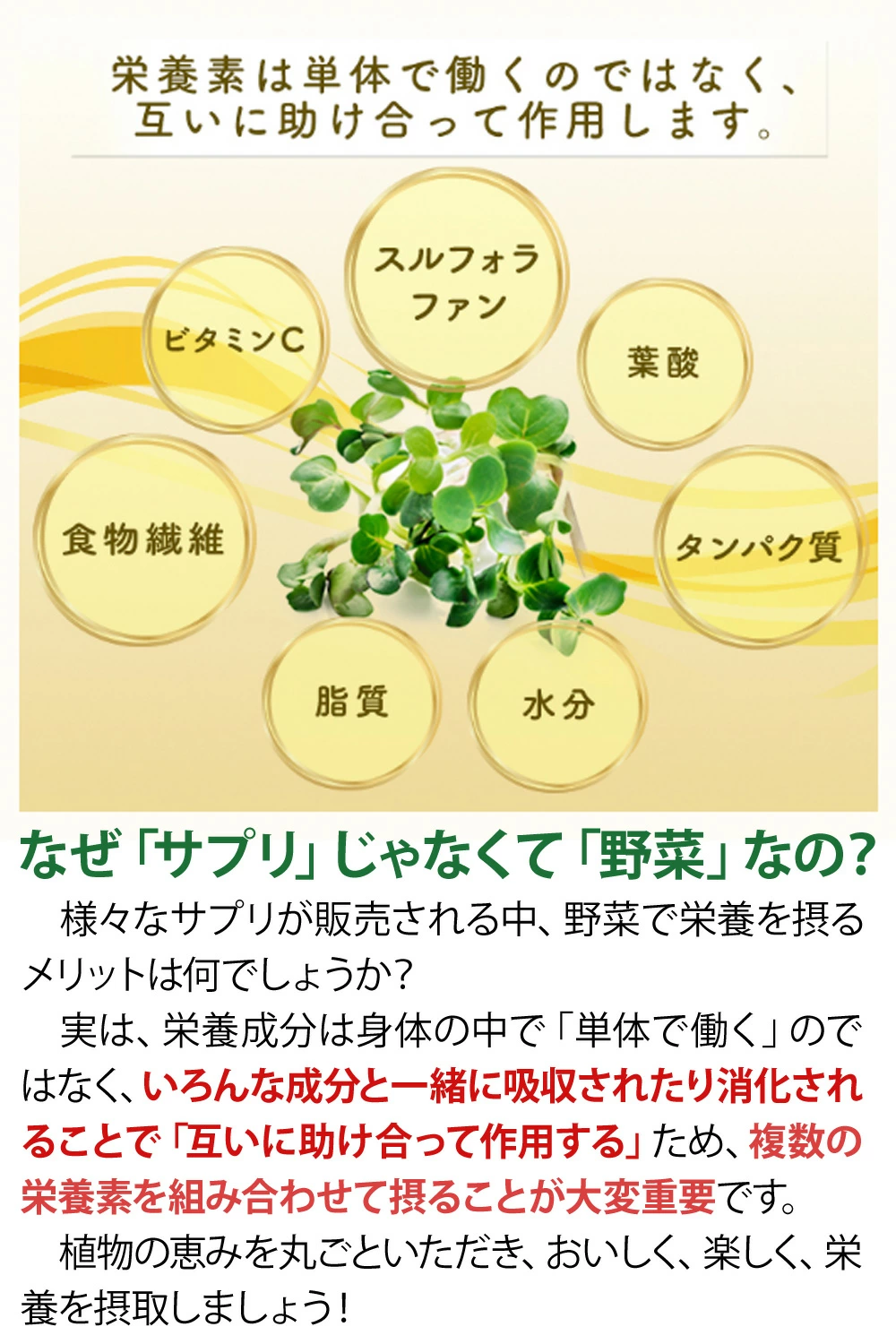 ブロッコリー スルフォラファン スプラウト 30g 機能性表示食品 E678(届出番号) ブロッコリースプラウト ブロッコリーの新芽 サラダコスモ 関連画像3