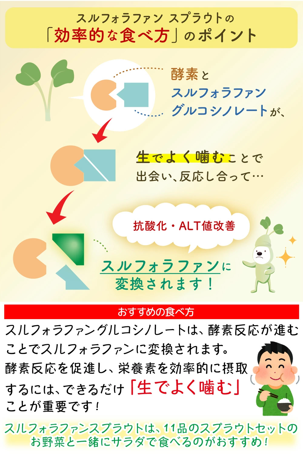 ブロッコリー スルフォラファン スプラウト 30g 機能性表示食品 E678(届出番号) ブロッコリースプラウト ブロッコリーの新芽 サラダコスモ 関連画像4