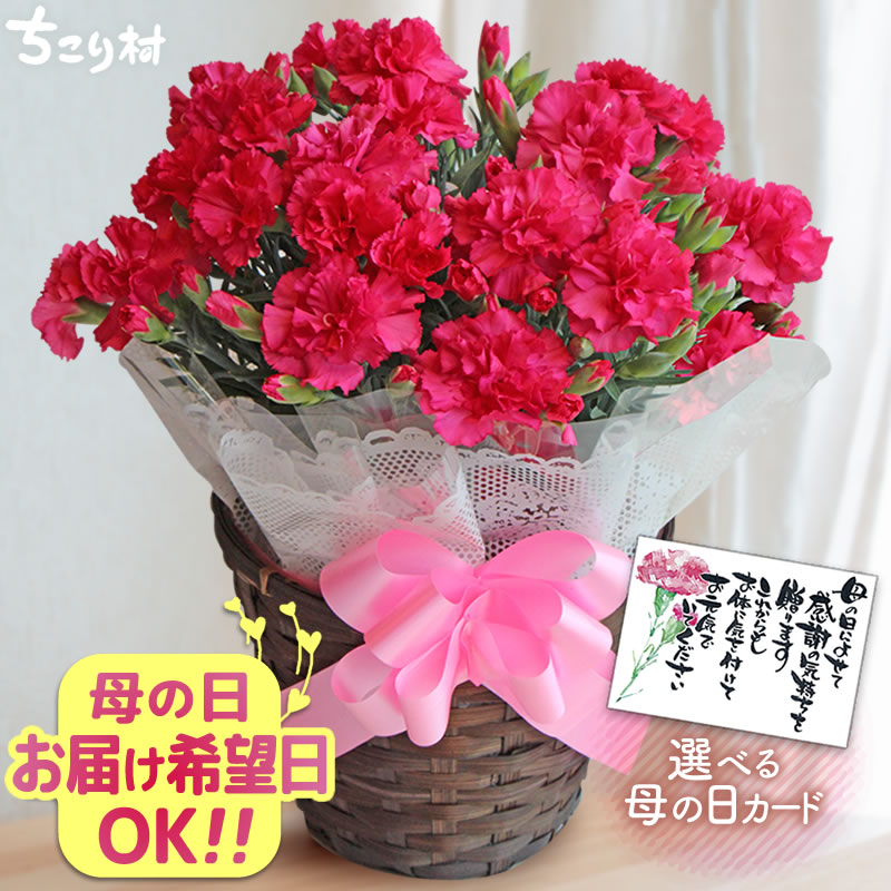 母の日 2025 花 カーネーション 鉢植え 5号鉢 プレゼント 送料