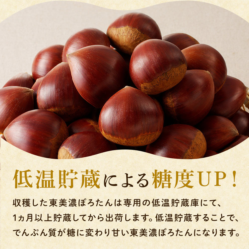 栗 生栗 東美濃ぽろたん 岐阜県産 1kg 国産 和栗 渋皮 栗ご飯 焼き栗 甘栗風 秋の味覚 旬 数量限定 2026 冷蔵 ちこり村  中津川 お取り寄せグルメ GN | ちこり村 | 06