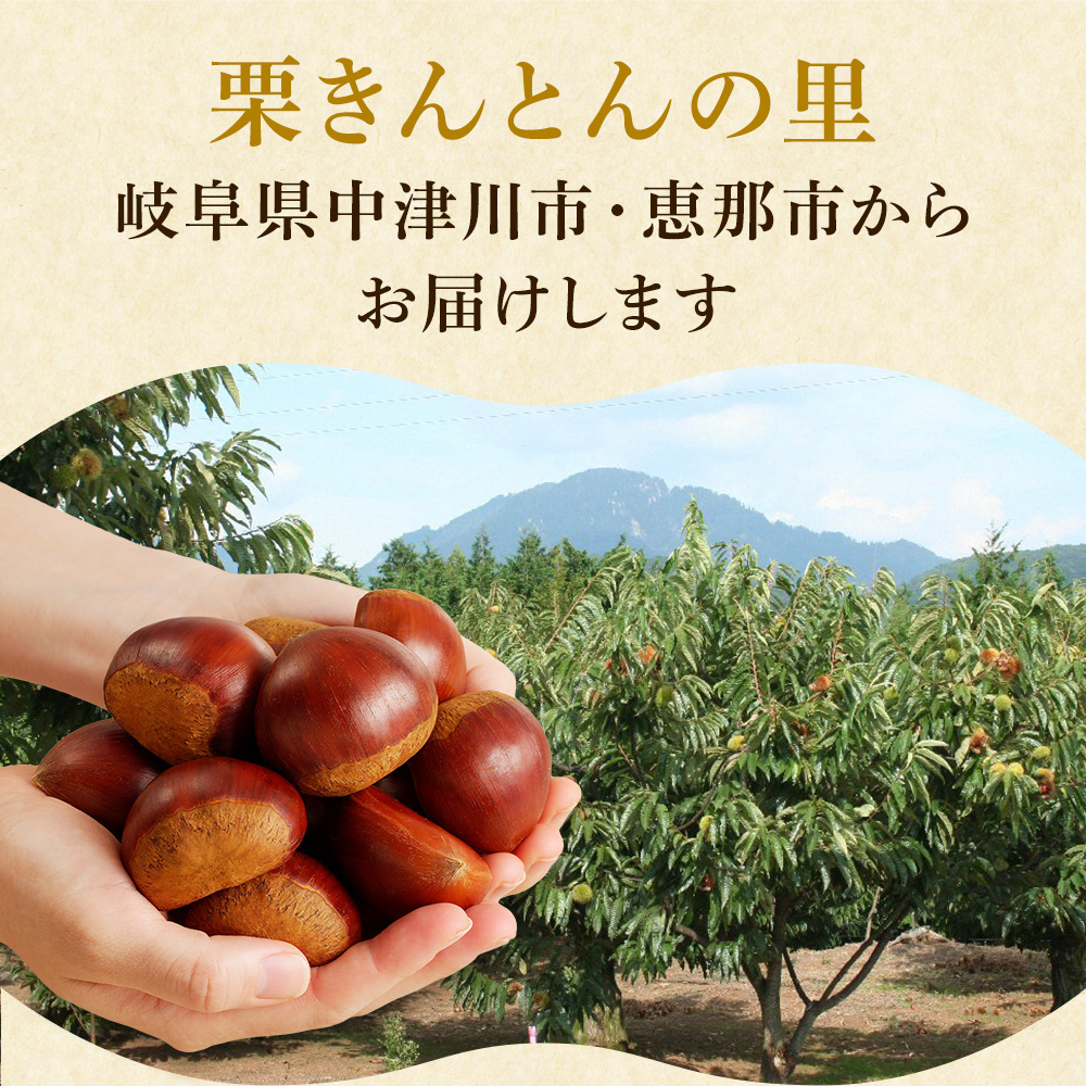 栗 生栗 東美濃ぽろたん 岐阜県産 1kg 国産 和栗 渋皮 栗ご飯 焼き栗 甘栗風 秋の味覚 旬 数量限定 2026 冷蔵 ちこり村  中津川 お取り寄せグルメ GN | ちこり村 | 11