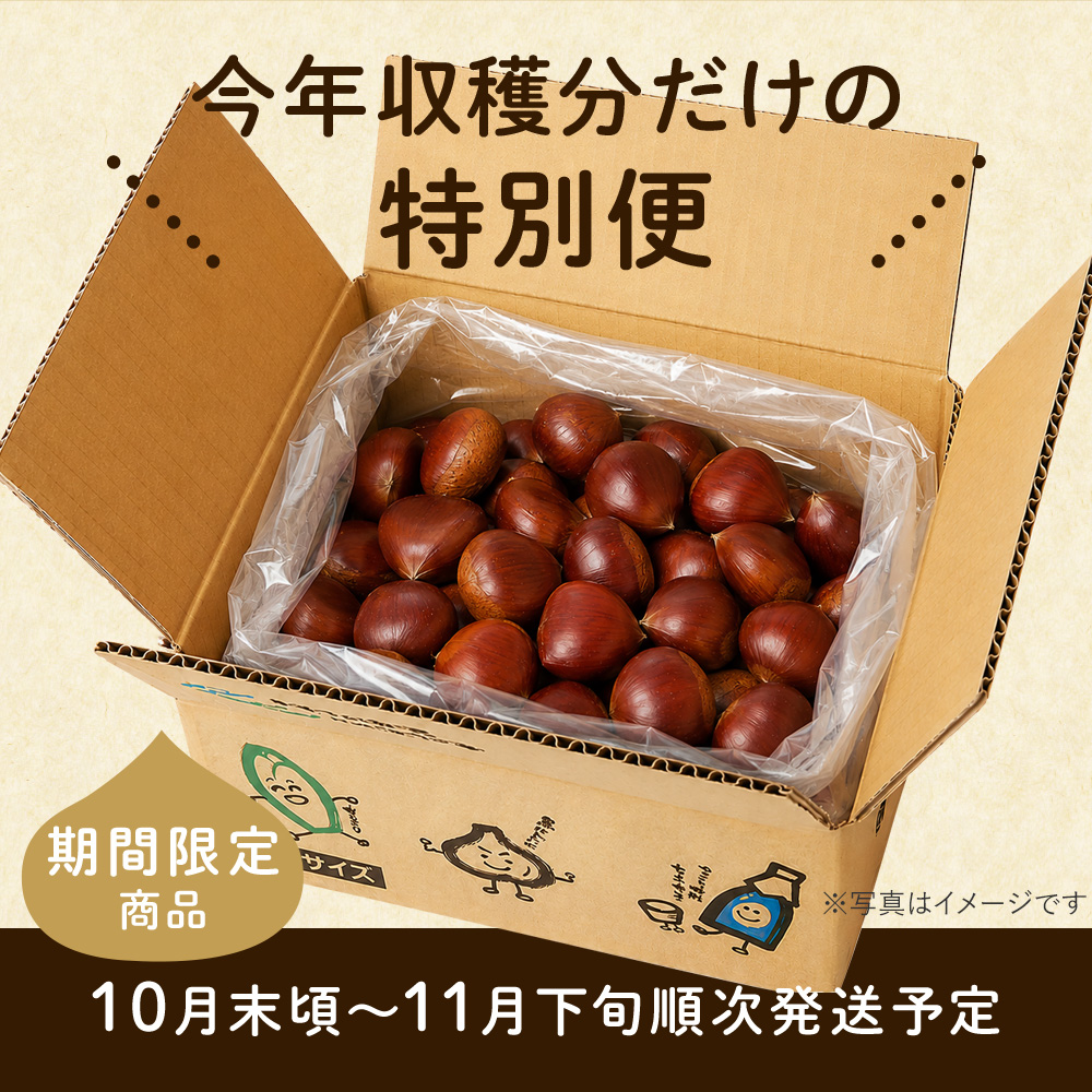栗 生栗 東美濃ぽろたん 岐阜県産 1kg 国産 和栗 渋皮 栗ご飯 焼き栗 甘栗風 秋の味覚 旬 数量限定 2026 冷蔵 ちこり村  中津川 お取り寄せグルメ GN | ちこり村 | 12