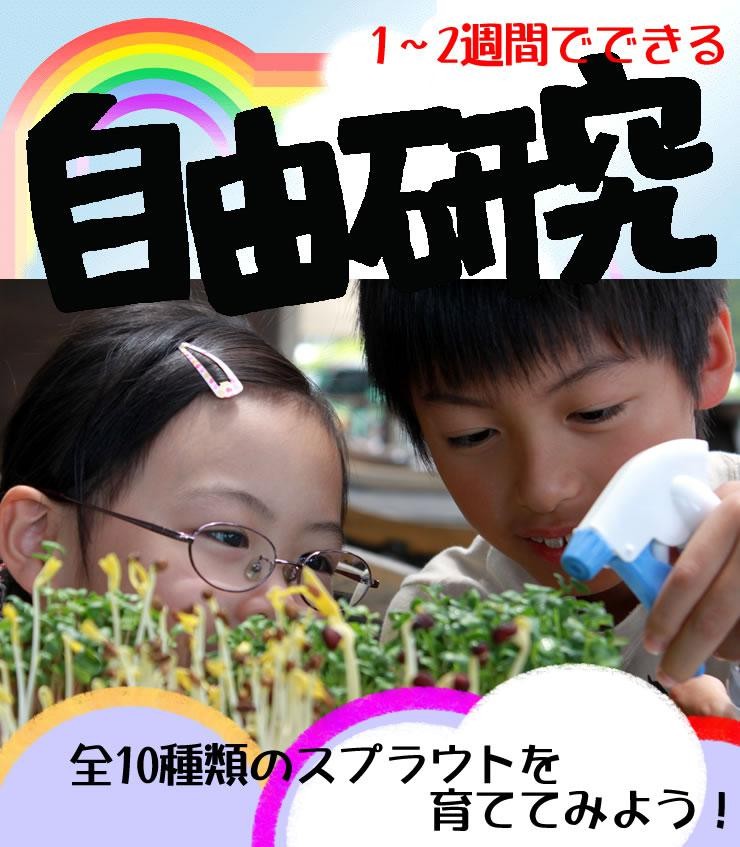 自由研究 種 夏休み 小学生 家庭菜園 スプラウト 豆苗 もやし 自由研究 種 夏休み 小学生 家庭菜園 スプラウト 豆苗 もやし