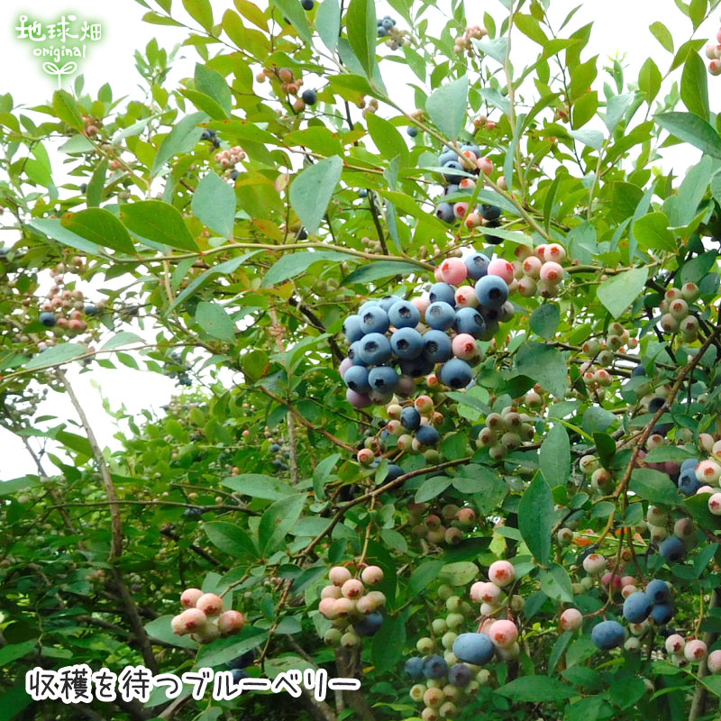 ブルーベリー/BlueBerry