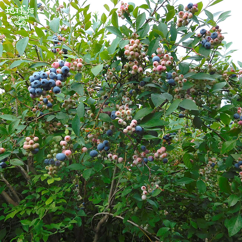 ブルーベリー/BlueBerry