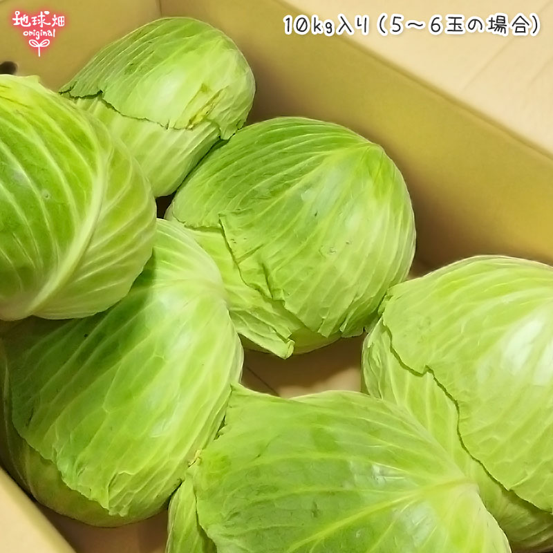 無農薬春キャベツ