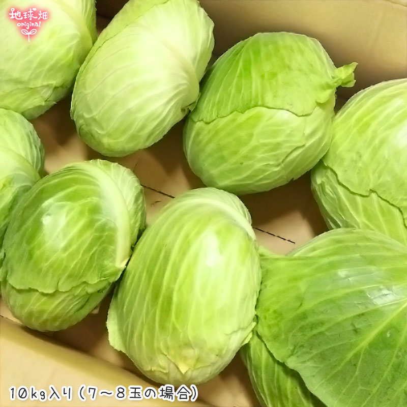 無農薬春キャベツ