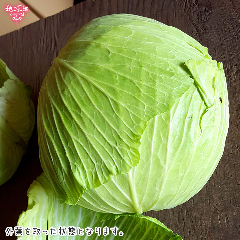 有機栽培キャベツ