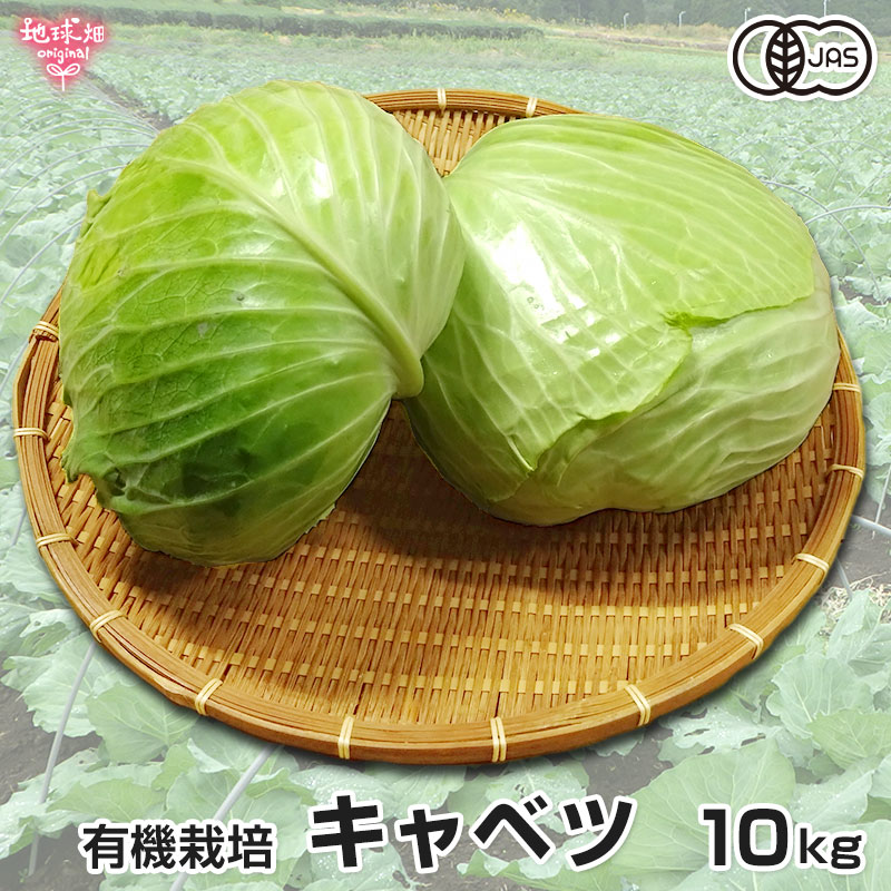 有機栽培キャベツ
