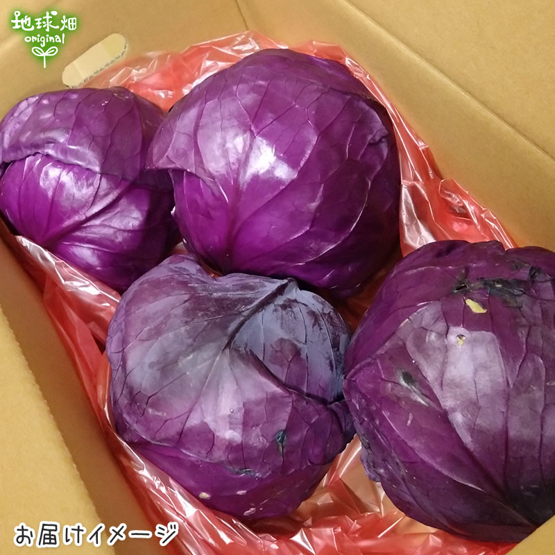 有機キャベツ
