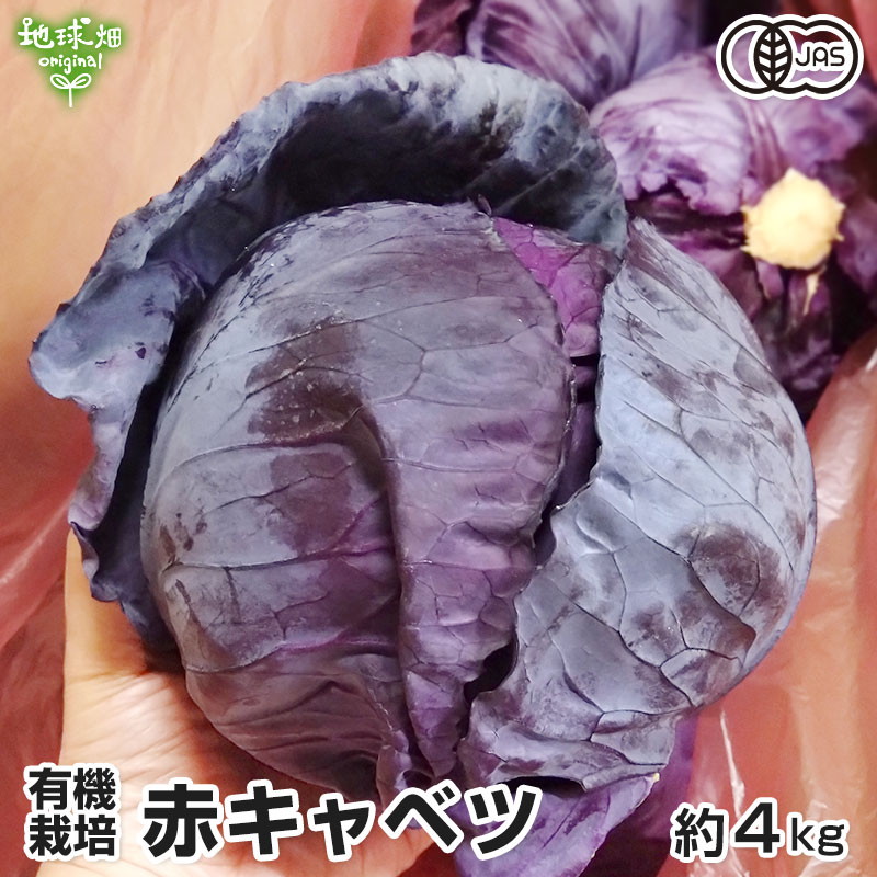 有機キャベツ