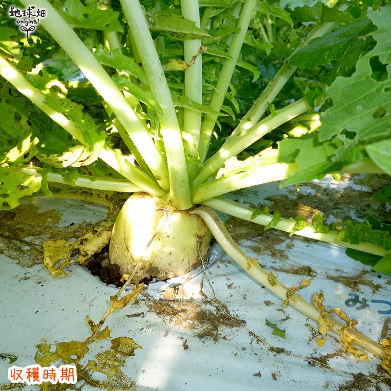 大根 6本 有機栽培 常温便 鹿児島県産 宮崎県産 大根おろし だいこん