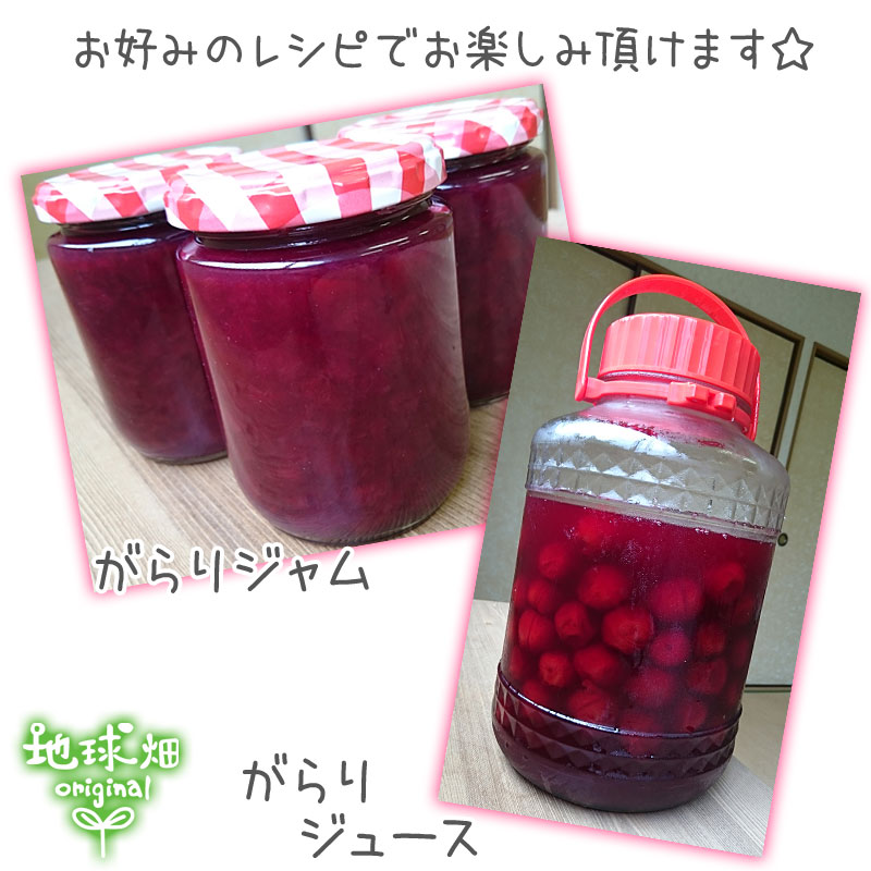 がらりすもも