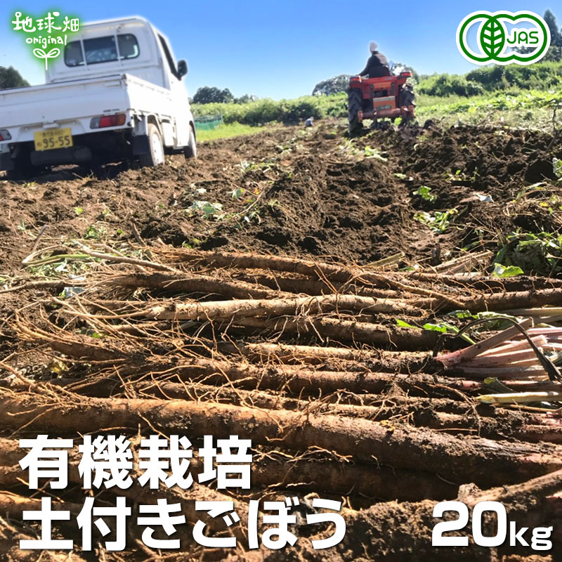 有機栽培ごぼう