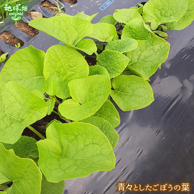 有機栽培ごぼう
