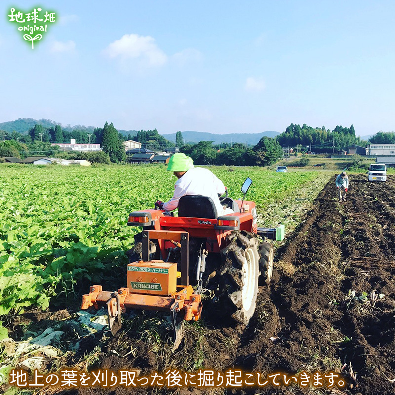 無農薬ごぼう