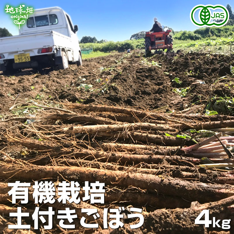 有機栽培ごぼう