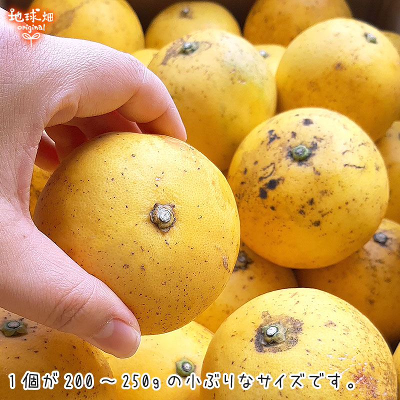 国産グレープフルーツ