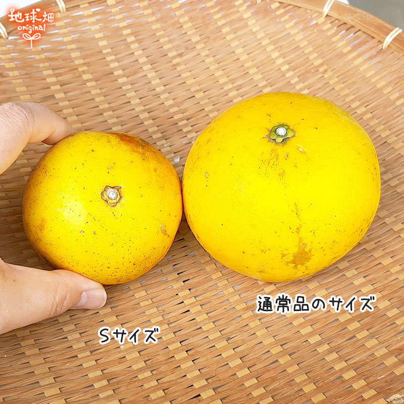 国産グレープフルーツ