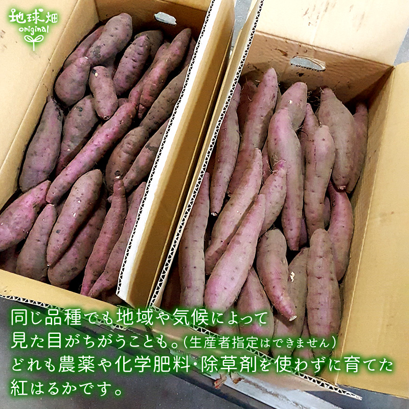 令和5年度収穫 さつまいも小芋 10kg 茨城県 大学いも 訳アリ - 野菜