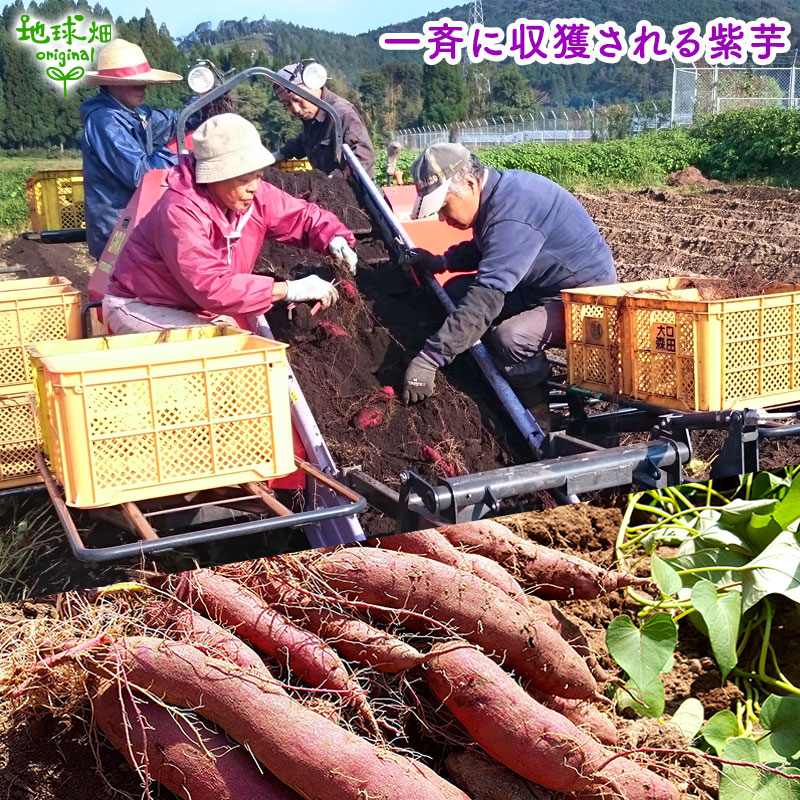 オーガニック 紫芋 2kg 有機栽培 さつまいも 生 鹿児島県産 宮崎県産 1