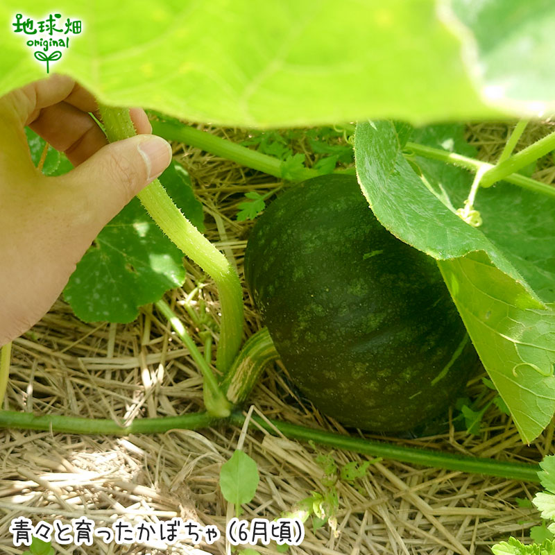 無農薬かぼちゃ