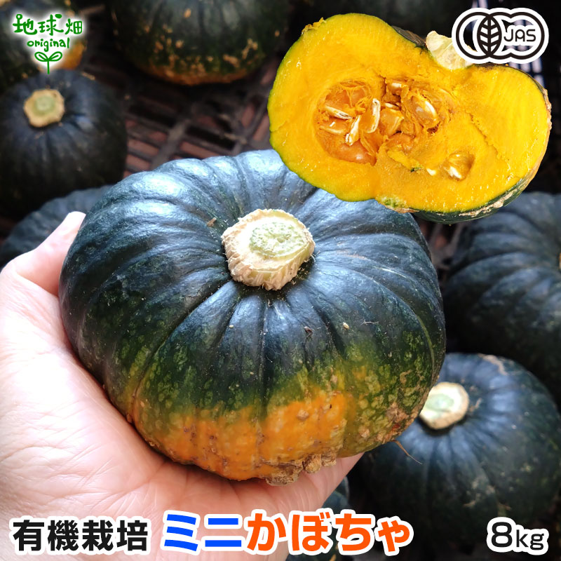 無農薬かぼちゃ