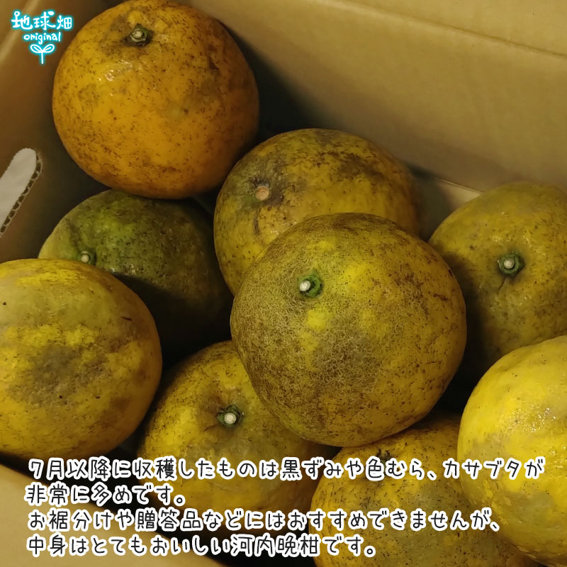 河内晩柑