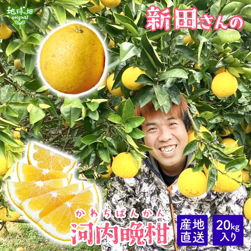 河内晩柑