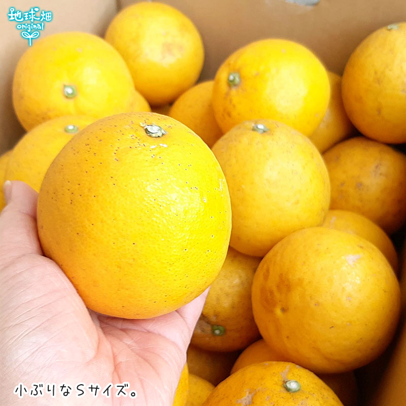 河内晩柑 4kg Sサイズ 特別栽培 化学肥料・除草剤不使用 熊本