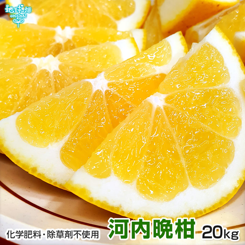 完璧主義 河内晩柑 熊本県産 化学肥料・除草剤不使用 特別栽培 20kg 果物