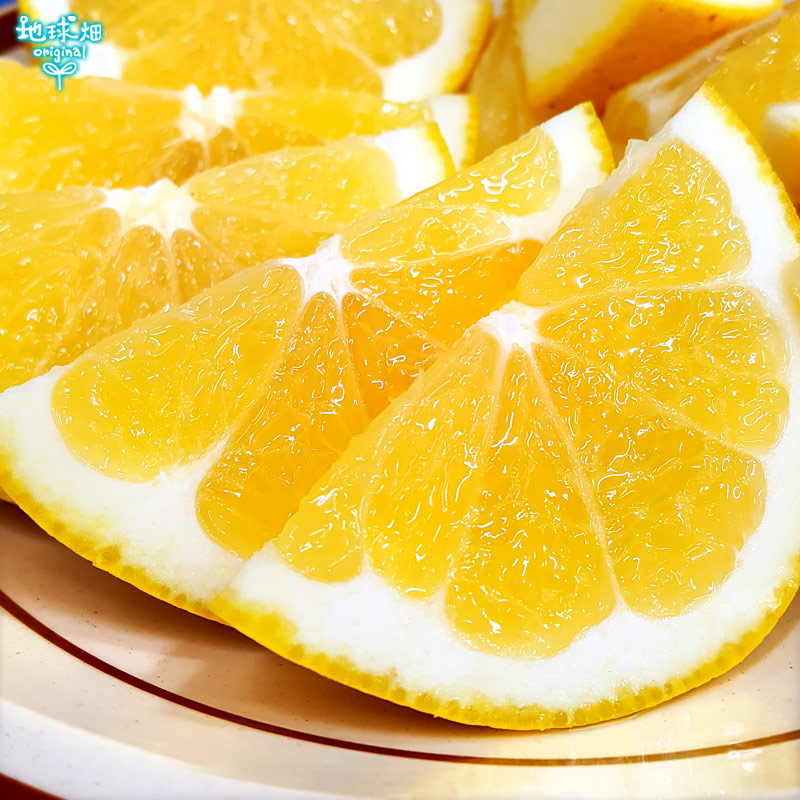 河内晩柑