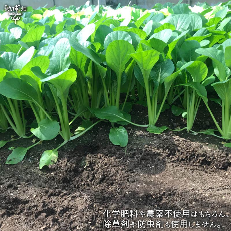 小松菜 150g×10P 有機栽培 送料無料 鹿児島県産 オーガニック 九州産 