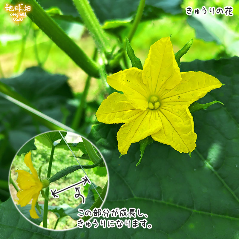 きゅうりの花