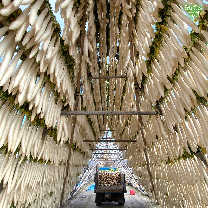 丸干し大根