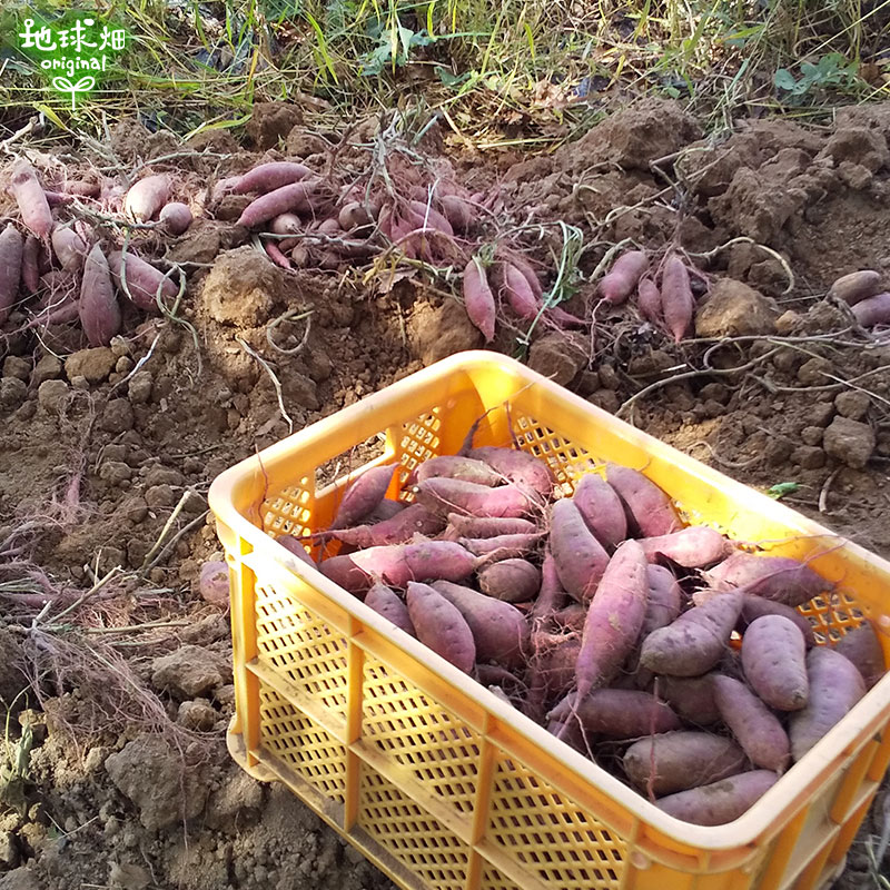 残りわずか 黄金千貫 2Lサイズ 9kg 有機栽培 鹿児島県産 土付き