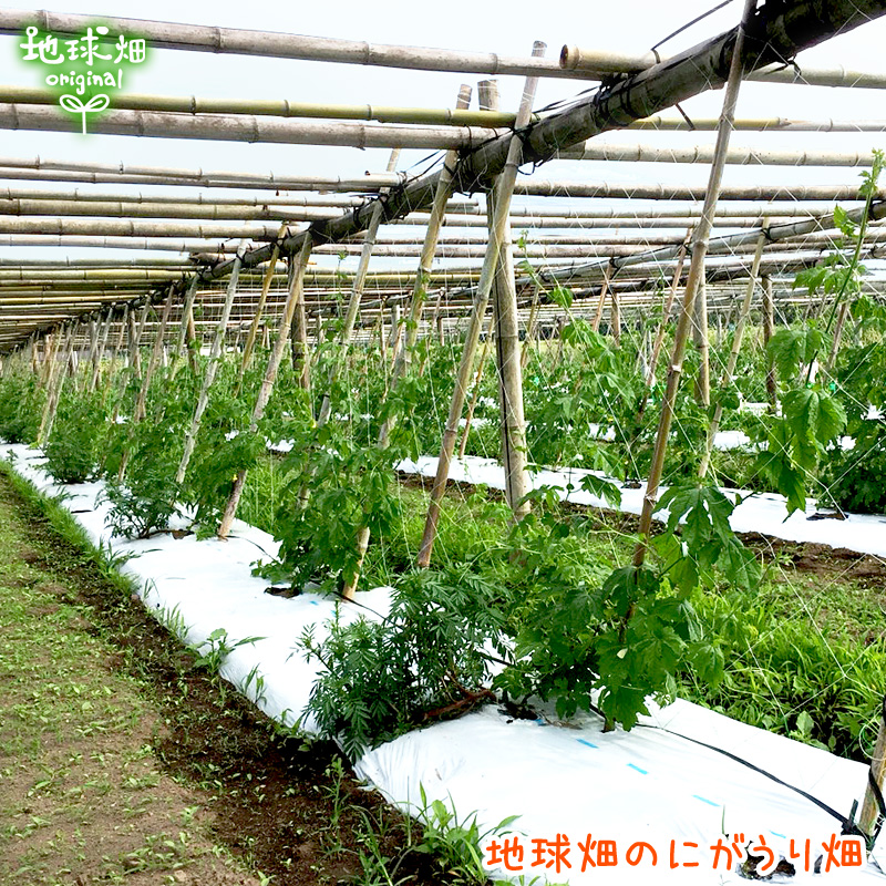 無農薬にがうり