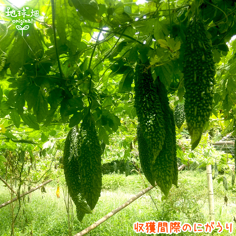 無農薬にがうり