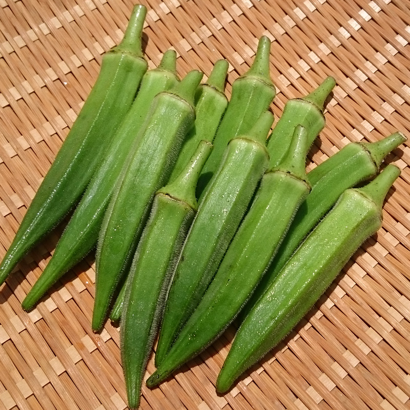 無農薬オクラ