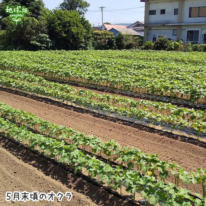 無農薬オクラ