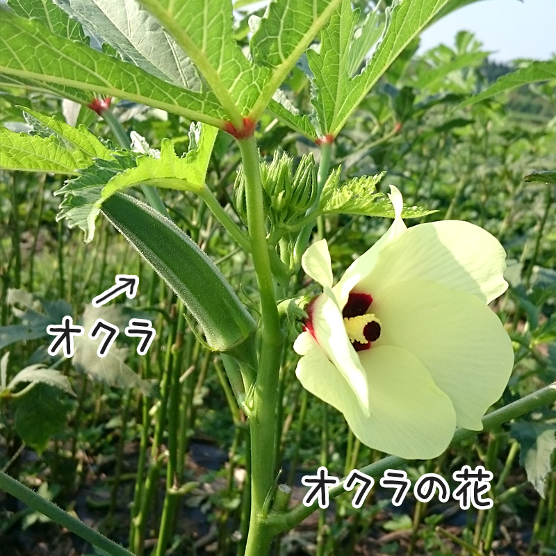 無農薬オクラ